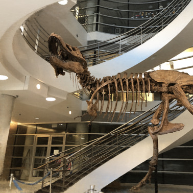 Novel view of the LLFF T-Rex scene with ProPolar